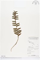 藏品(台灣竹葉蘭)的圖片