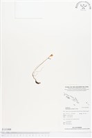 藏品()的圖片