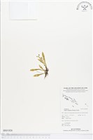 藏品(小花羊耳蒜、小花羊耳蘭)的圖片