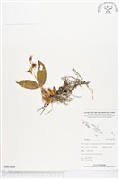 藏品()的圖片
