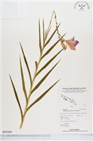 藏品(葦草蘭、鳥仔花、竹葉蘭)的圖片