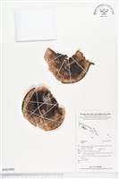 藏品()的圖片