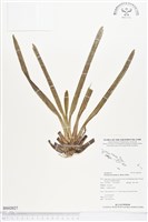 藏品()的圖片