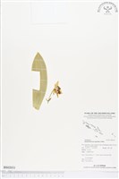 藏品(人面石斛蘭)的圖片