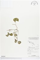 藏品(苞花蔓)的圖片