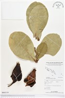 藏品(棋盤腳樹)的圖片