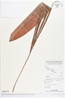 藏品()的圖片
