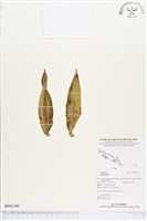 藏品()的圖片