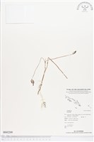 藏品(小鬼蘭)的圖片