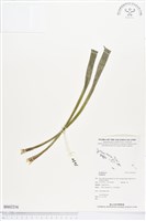 藏品()的圖片