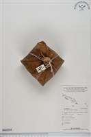 藏品(棋盤腳樹)的圖片