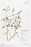 藏品(含羞草)的圖片