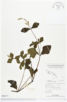 藏品(假川牛膝)的圖片