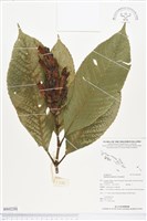 藏品(金葉木)的圖片