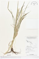 藏品(牛筋草)的圖片