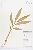 藏品(紅花月桃)的圖片