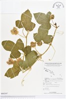 藏品(毛西番蓮)的圖片