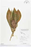 藏品(絹毛鳶尾、閉鞘薑)的圖片