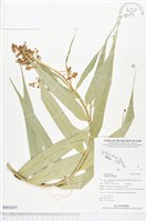 藏品(印度鞭藤、蘆竹藤、角仔藤)的圖片