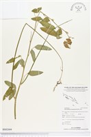 藏品(賽芻豆)的圖片