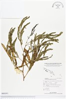 藏品(銀合歡)的圖片