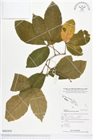 藏品(止宮樹)的圖片