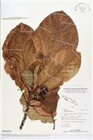 藏品(葛塔德木、欖仁舅)的圖片