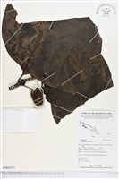 藏品(檄樹、諾麗果)的圖片