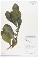 藏品(草海桐、水草)的圖片