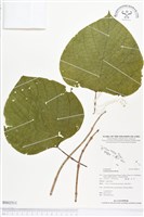 藏品(雲南石梓)的圖片