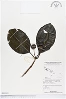 藏品(檄樹、諾麗果)的圖片