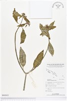 藏品(猩猩草)的圖片