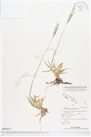 藏品(竹節草)的圖片