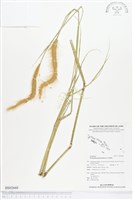 藏品(牧地狼尾草)的圖片