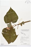 藏品(龍船花)的圖片