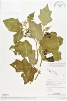 藏品(印度茄)的圖片