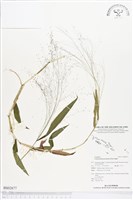 藏品(散穗弓果黍)的圖片