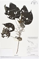 藏品()的圖片
