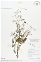 藏品(一枝香)的圖片