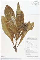 藏品(白水木)的圖片