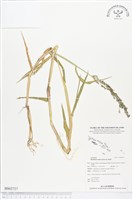 藏品(巴拉草)的圖片