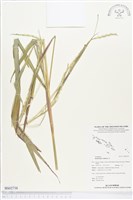 藏品(羅氏草)的圖片