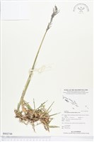 藏品(竹節草)的圖片