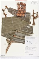 藏品()的圖片
