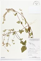 藏品(紫花霍香薊)的圖片