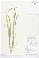 藏品(羅氏草)的圖片