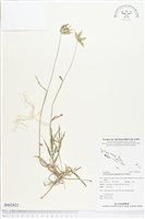 藏品(龍爪茅)的圖片