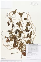 藏品(紅花野牽牛)的圖片