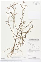 藏品(水丁香)的圖片