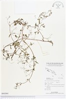 藏品(光果黃細心)的圖片